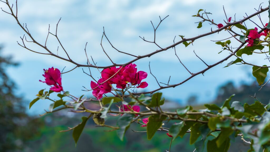 Flores