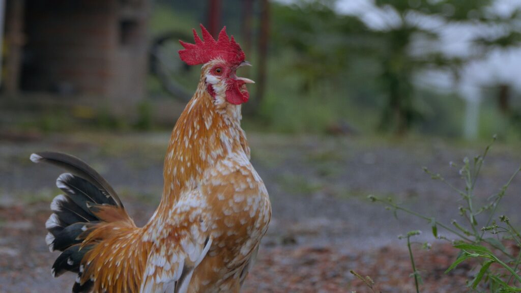 gallo